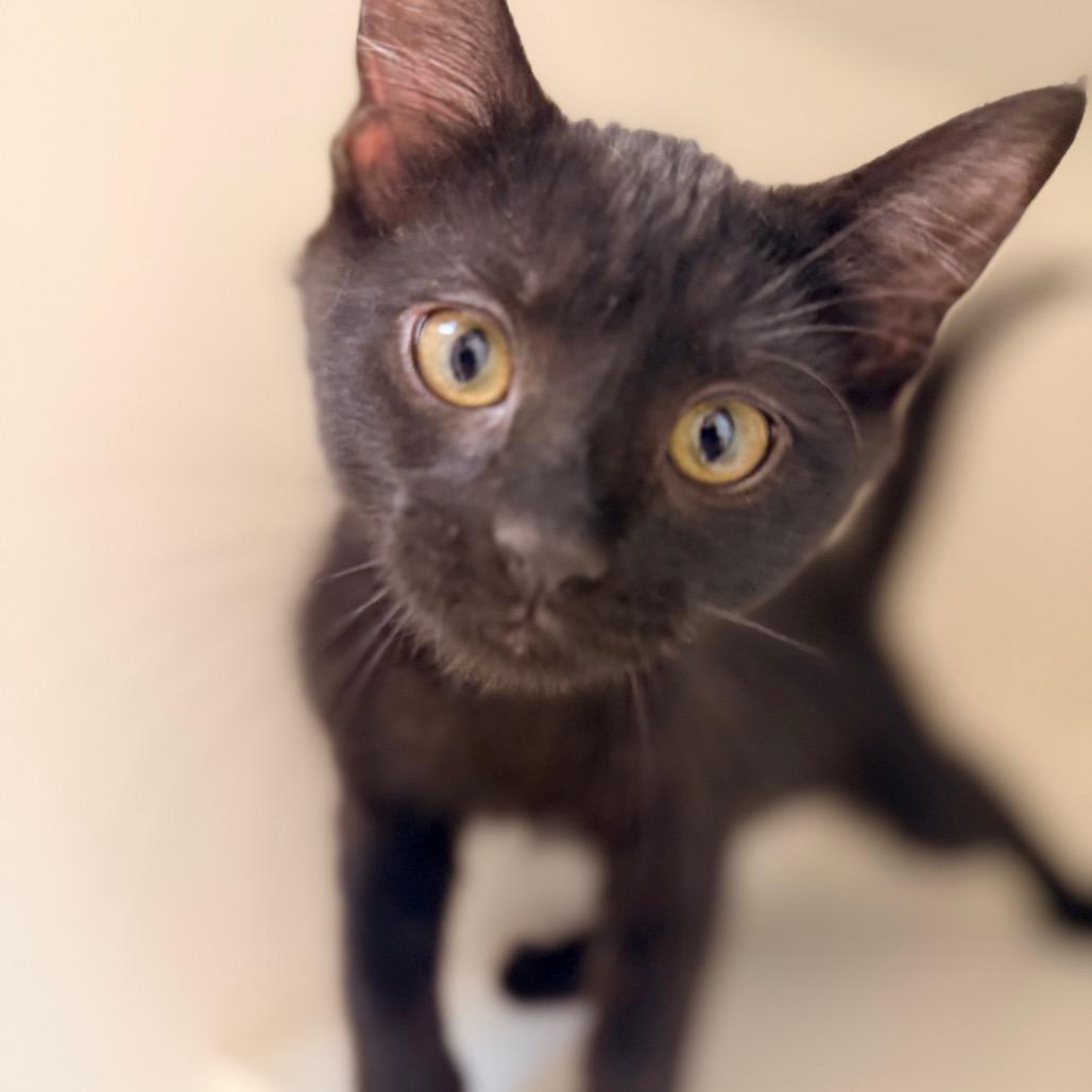 Black Pearl, a Adoptable Domestic Short Hair in Champaign, IL image 3/3
