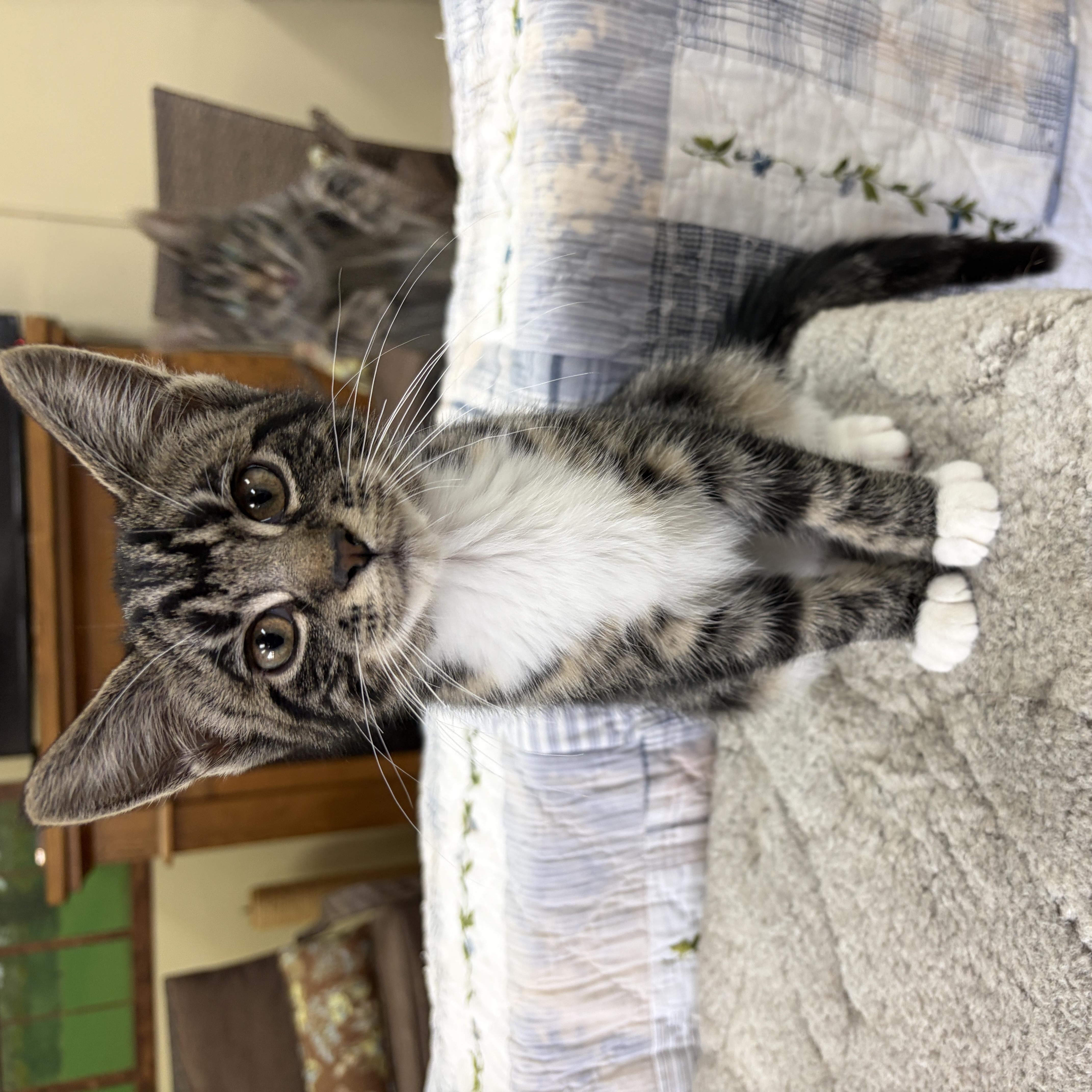 Enlarge Jermaine, a Adopted Domestic Short Hair in Neillsville, WI image 3/6