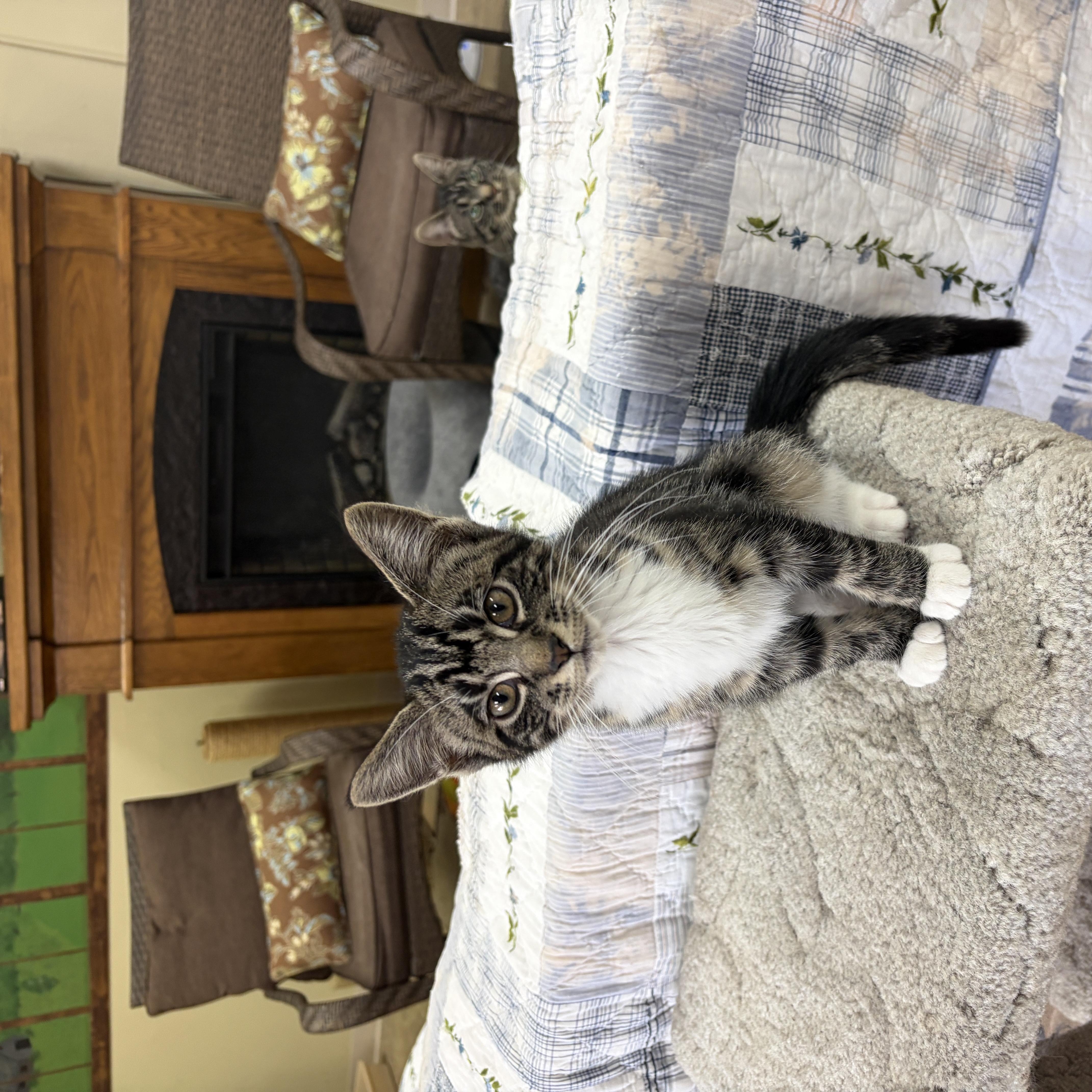 Enlarge Jermaine, a Adopted Domestic Short Hair in Neillsville, WI image 5/6