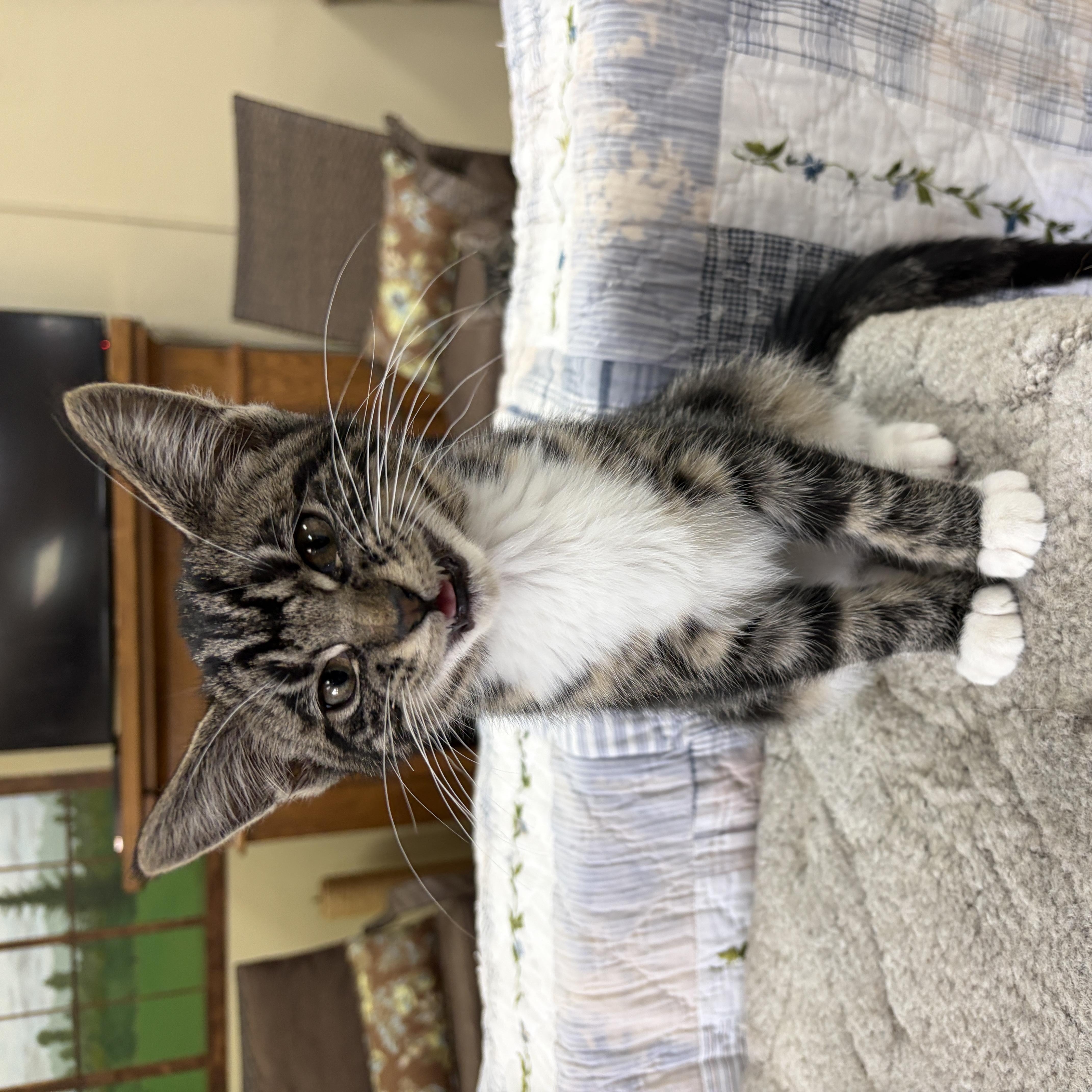 Enlarge Jermaine, a Adopted Domestic Short Hair in Neillsville, WI image 4/6