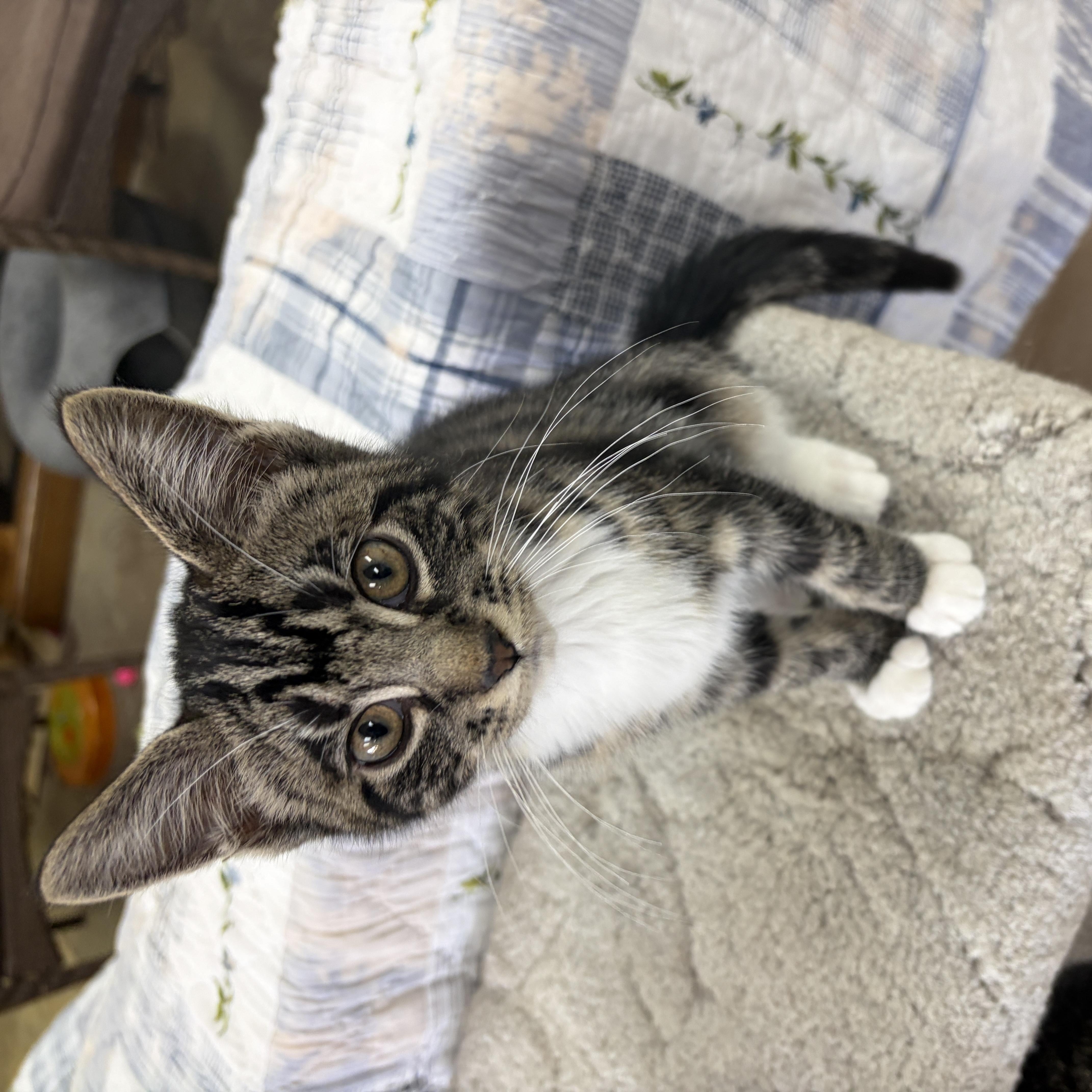 Enlarge Jermaine, a Adopted Domestic Short Hair in Neillsville, WI image 2/6