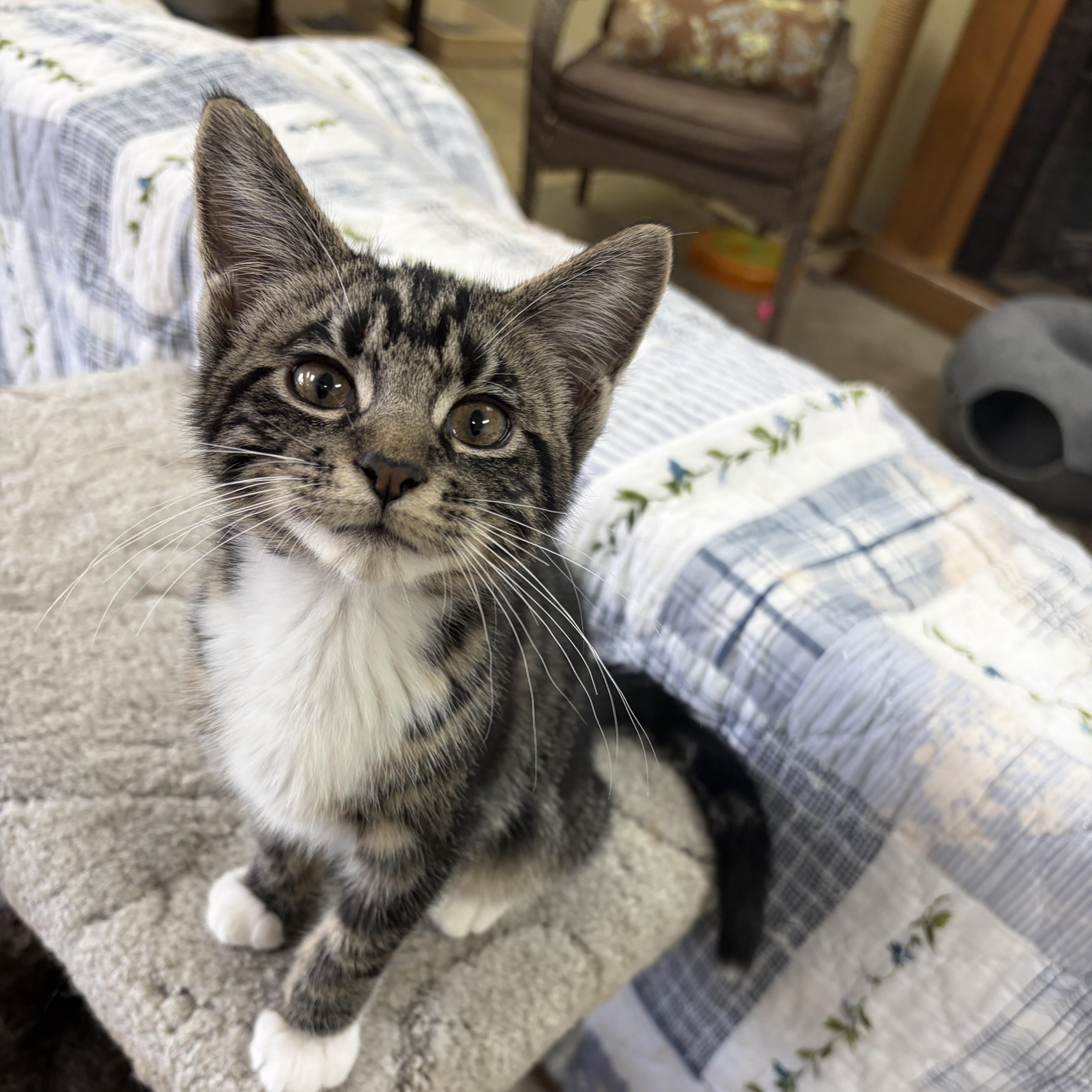 Enlarge Jermaine, a Adopted Domestic Short Hair in Neillsville, WI image 1/6
