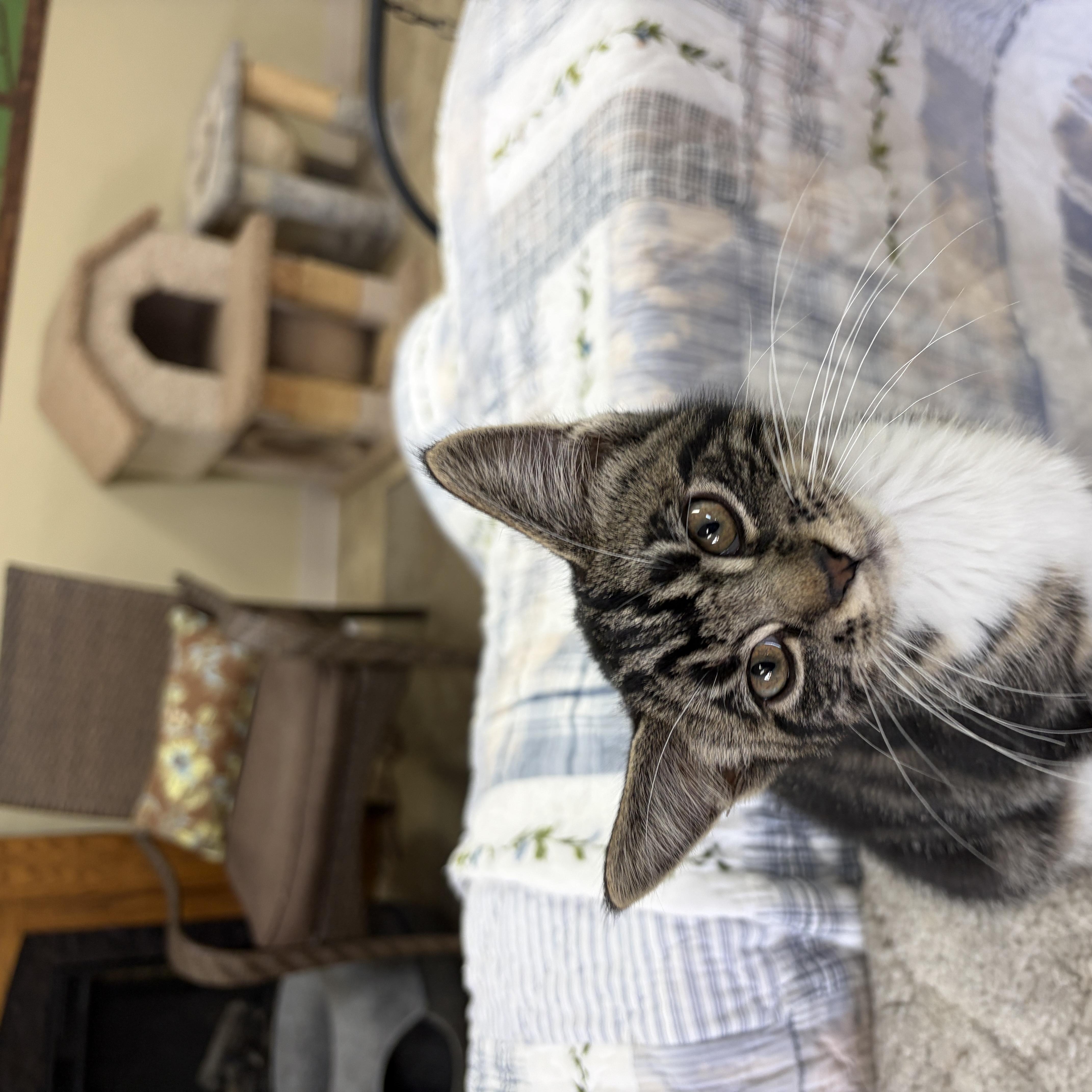 Enlarge Jermaine, a Adopted Domestic Short Hair in Neillsville, WI image 6/6