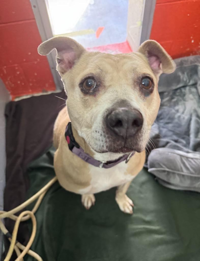 Yahtzee — thumbnail 2