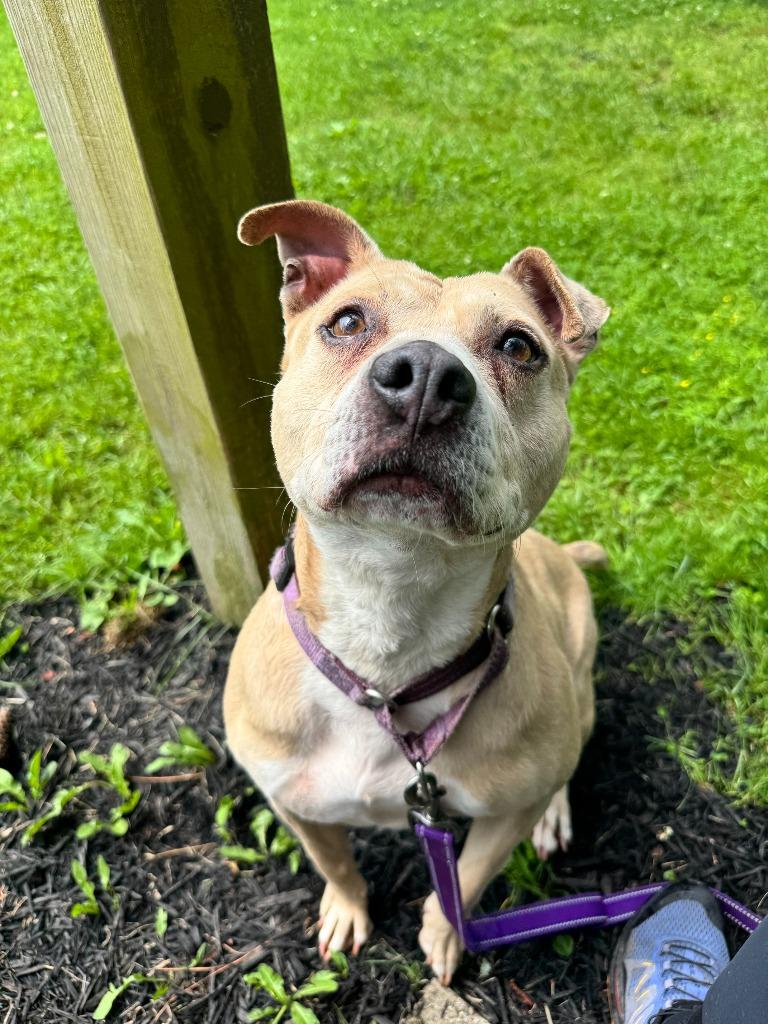 Yahtzee — thumbnail 3