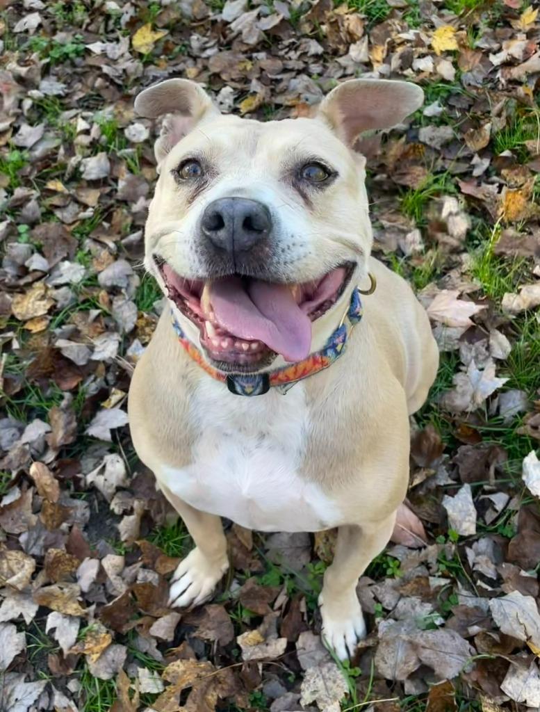 Yahtzee — thumbnail 4