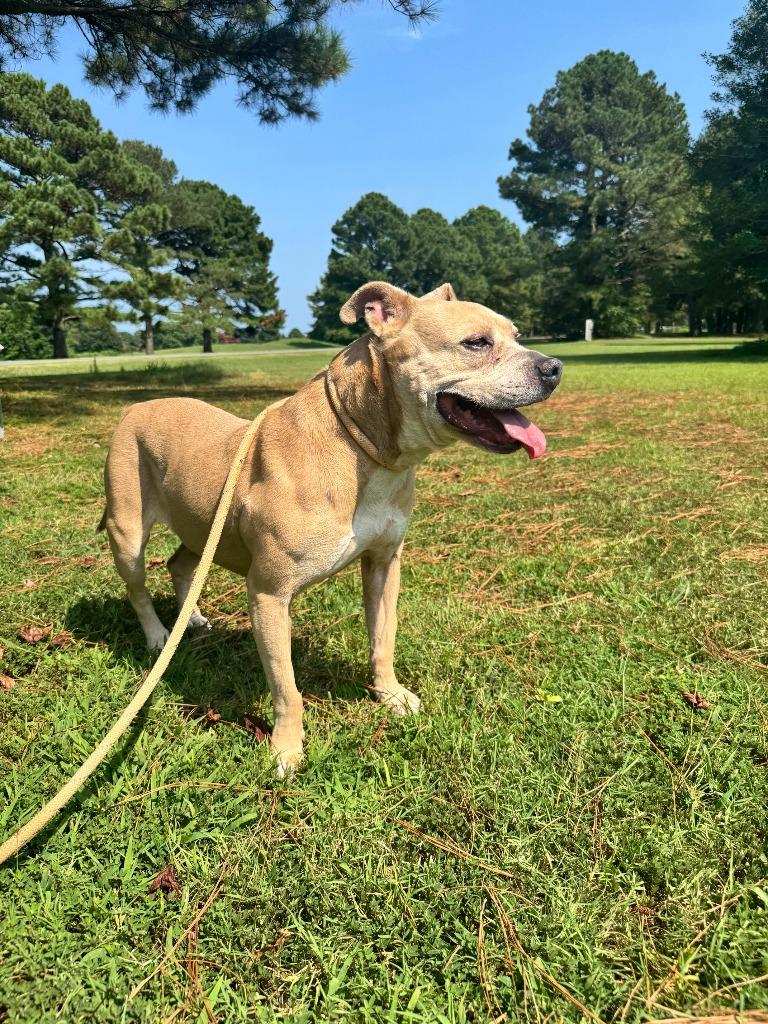 Yahtzee — thumbnail 6