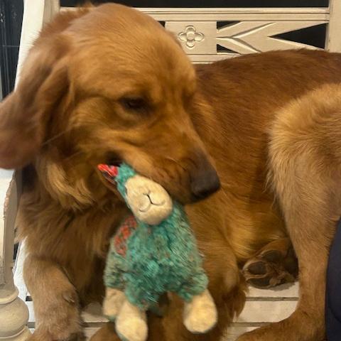 Moose #7496, Adoptable, Young Male Golden Retriever.