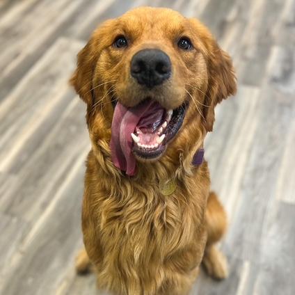 Enlarge Moose #7496, a Adoptable Golden Retriever in Louisville, KY image 2/6