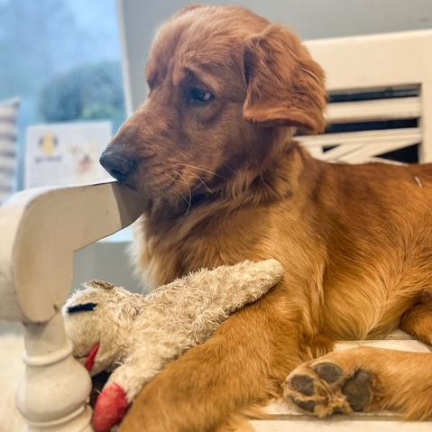 Enlarge Moose #7496, a Adoptable Golden Retriever in Louisville, KY image 3/6