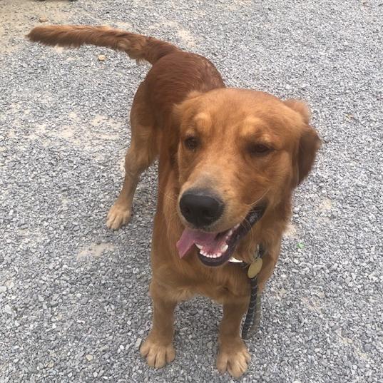 Moose #7496, Adoptable, Young Male Golden Retriever.
