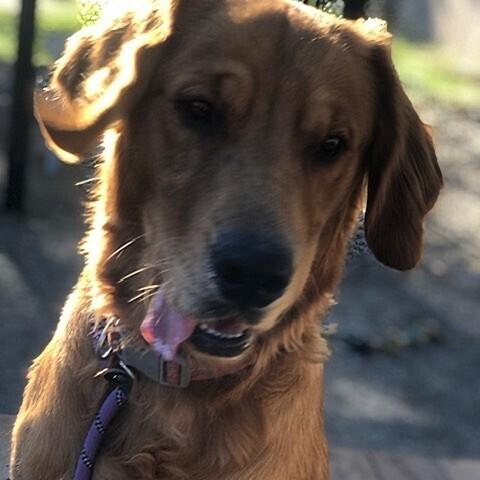 Enlarge Moose #7496, a Adoptable Golden Retriever in Louisville, KY image 2/6