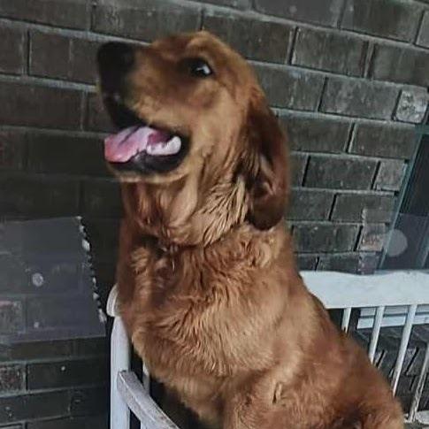 Enlarge Moose #7496, a Adoptable Golden Retriever in Louisville, KY image 3/6