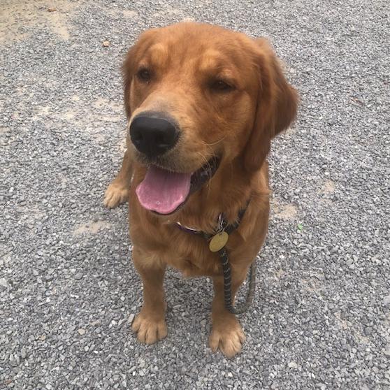 Enlarge Moose #7496, a Adoptable Golden Retriever in Louisville, KY image 4/6