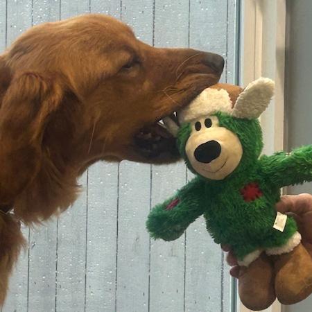 Enlarge Moose #7496, a Adoptable Golden Retriever in Louisville, KY image 5/6