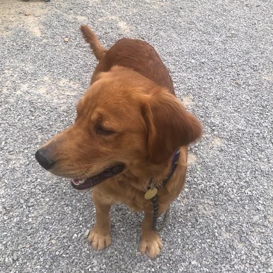 Enlarge Moose #7496, a Adoptable Golden Retriever in Louisville, KY image 5/6