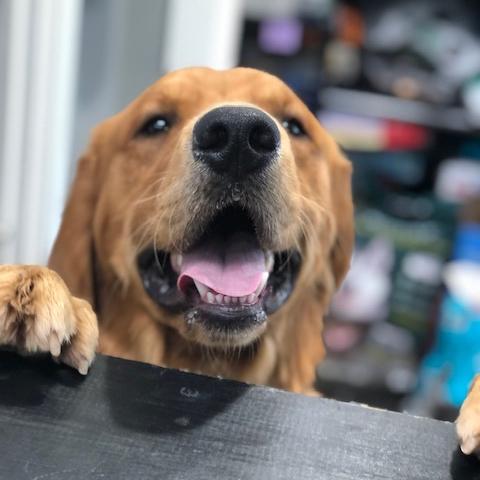 Enlarge Moose #7496, a Adoptable Golden Retriever in Louisville, KY image 6/6