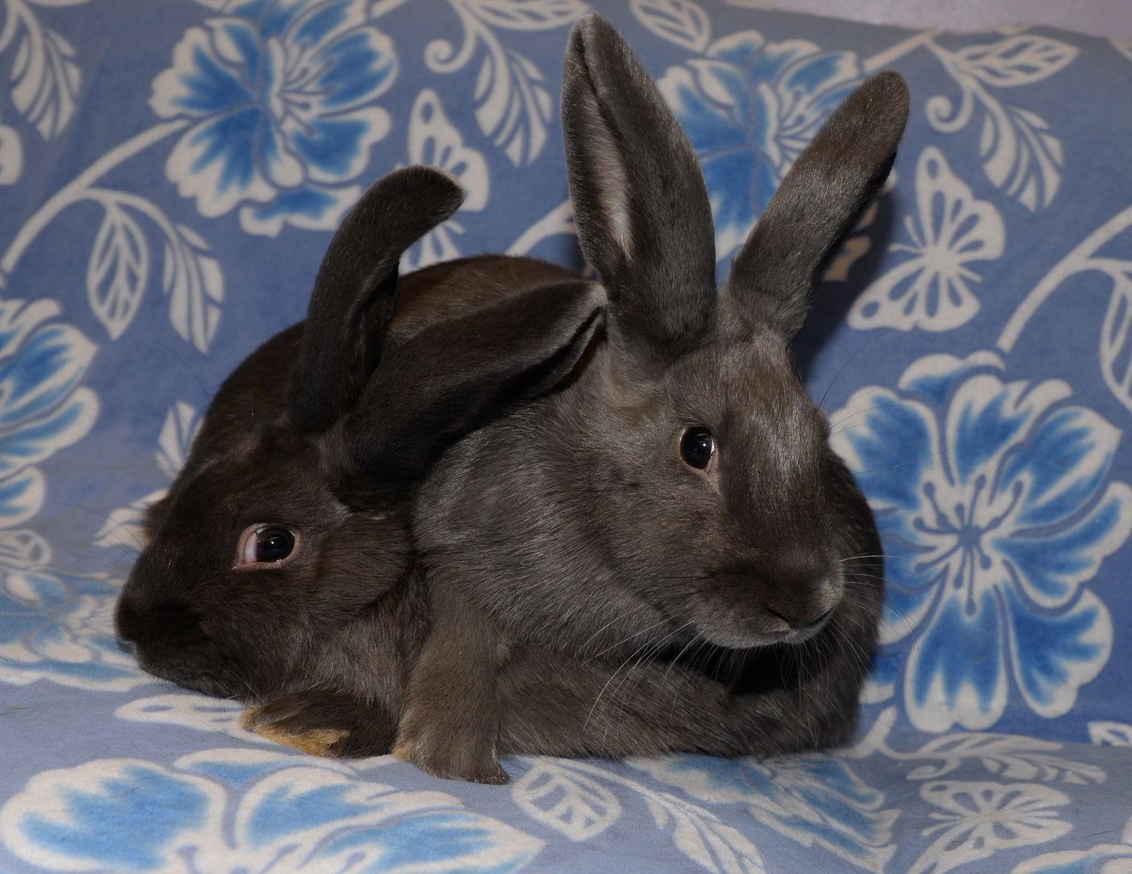 Enlarge Isaiah and Isaac, a Adoptable Mini Lop in Chesterfield, MO image 1/3