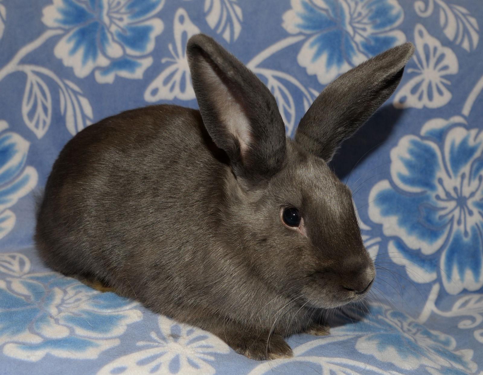 Enlarge Isaiah and Isaac, a Adoptable Mini Lop in Chesterfield, MO image 2/3