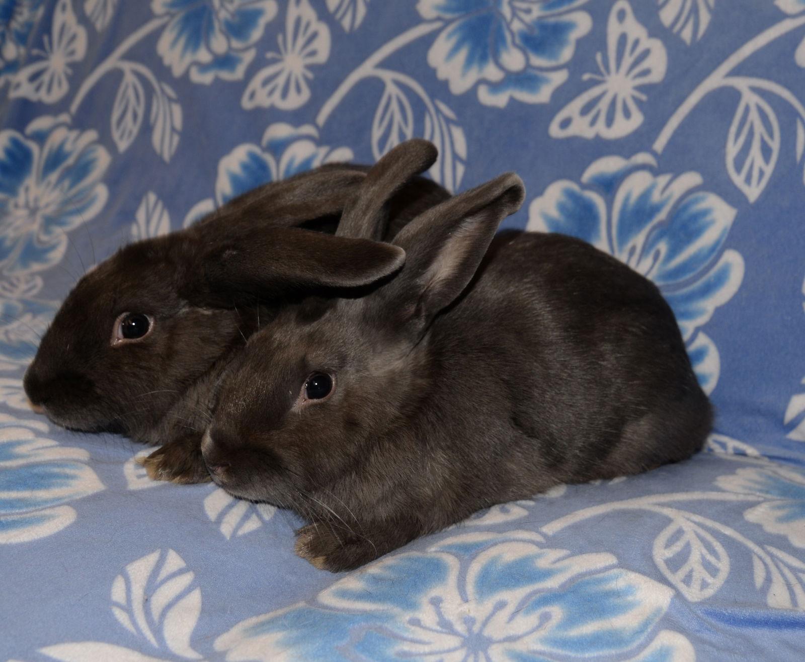 Enlarge Isaiah and Isaac, a Adoptable Mini Lop in Chesterfield, MO image 3/3