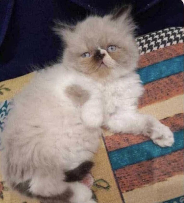 Enlarge Rambo, a Adoptable Persian in Old Bridge, NJ image 1/1