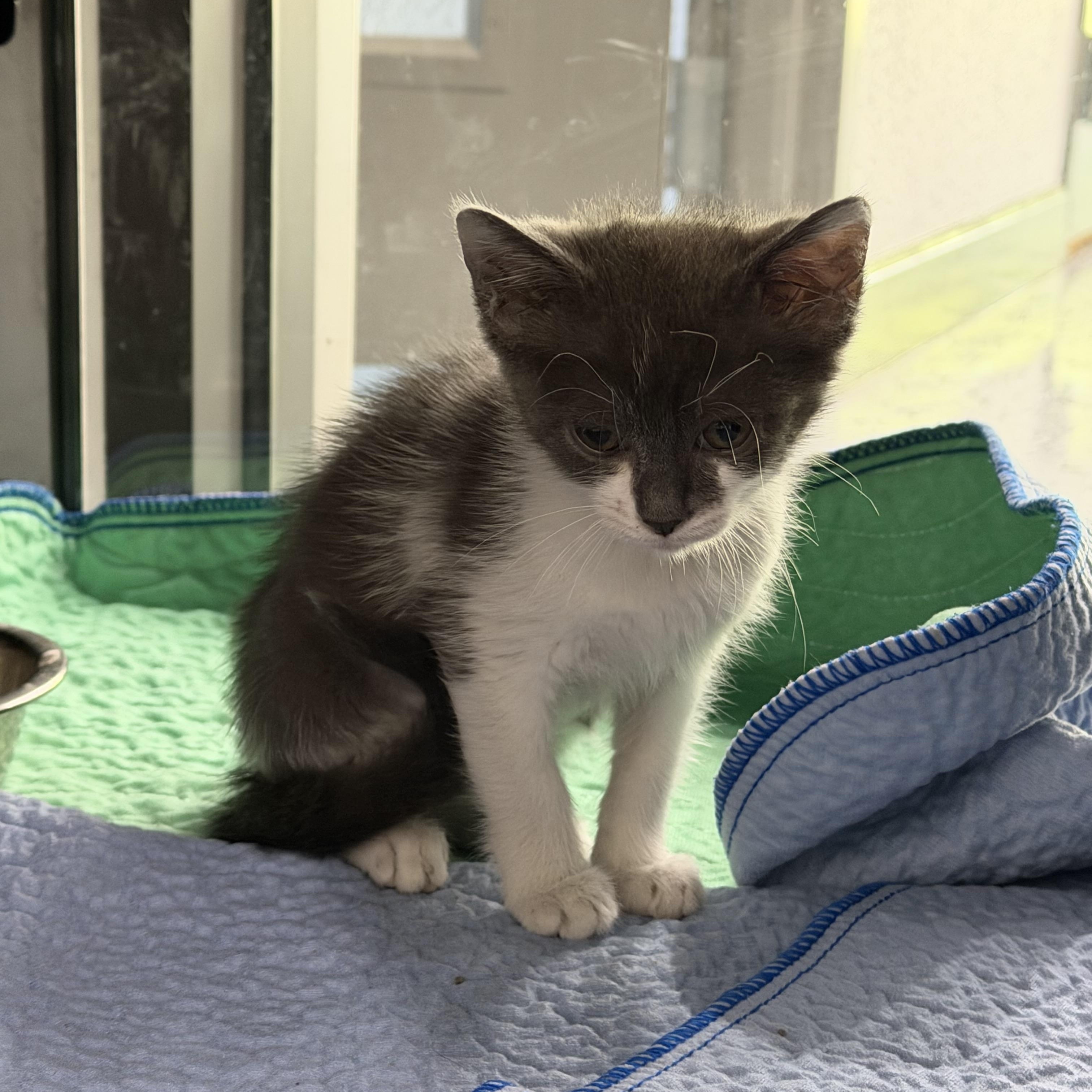 Juney, adopted, Young Female Domestic Short Hair.