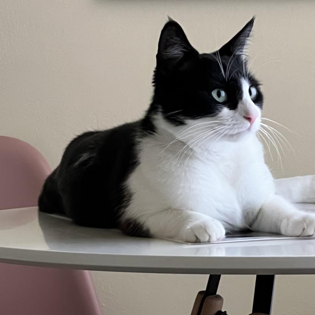 Enlarge Daenerys, a Adoptable Domestic Short Hair in Simi Valley, CA image 1/3