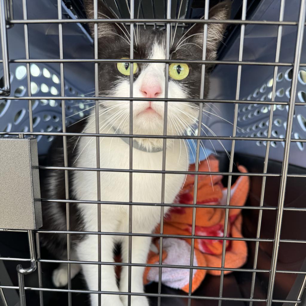 Enlarge Daenerys, a Adoptable Domestic Short Hair in Simi Valley, CA image 3/3