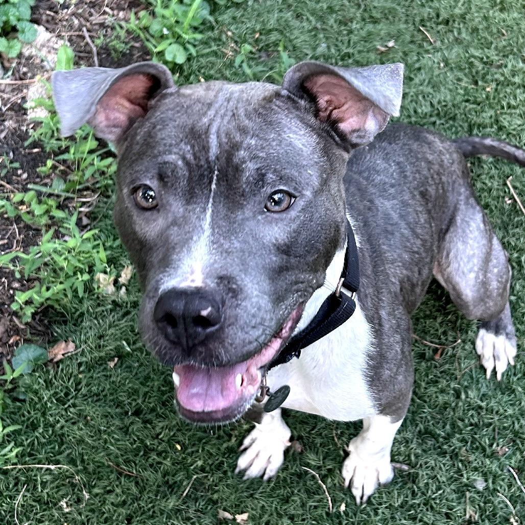 Enlarge Kiwi, a Adoptable Mixed Breed in Oak Park, IL image 1/6