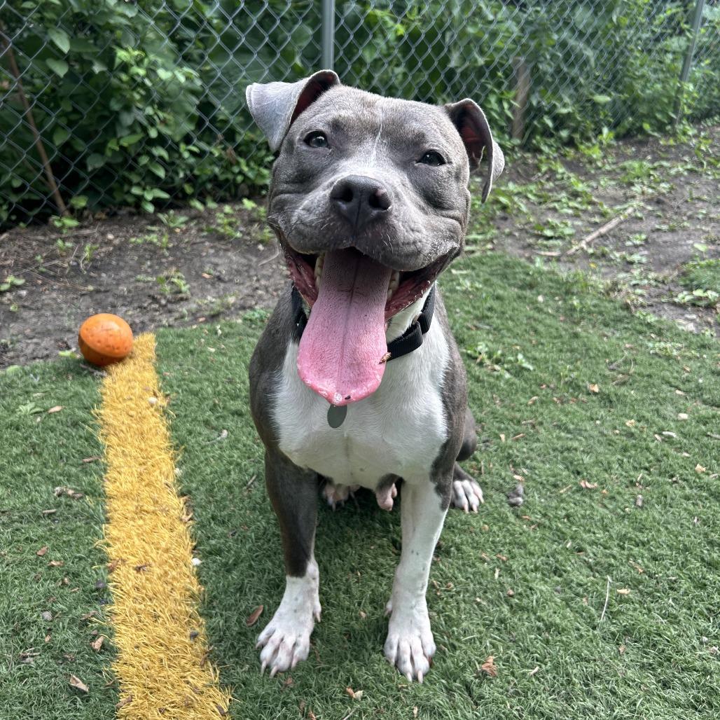 Enlarge Kiwi, a Adoptable Mixed Breed in Oak Park, IL image 2/6