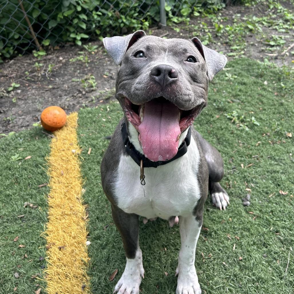 Enlarge Kiwi, a Adoptable Mixed Breed in Oak Park, IL image 3/6