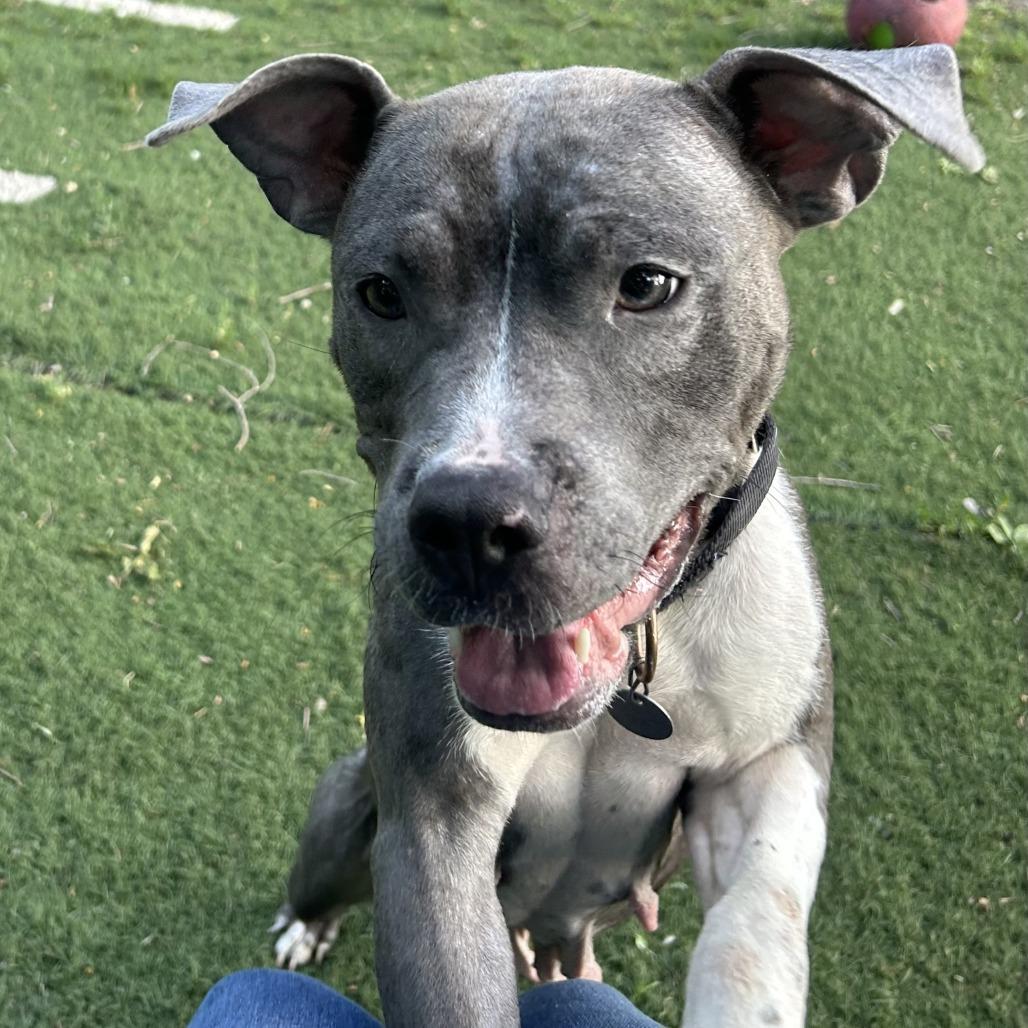 Enlarge Kiwi, a Adoptable Mixed Breed in Oak Park, IL image 4/6