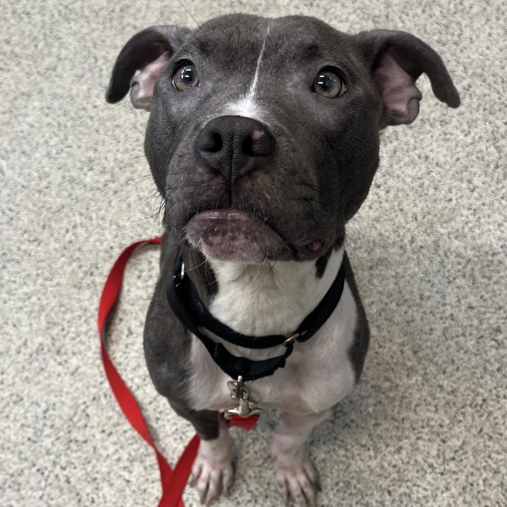 Enlarge Kiwi, a Adoptable Mixed Breed in Oak Park, IL image 5/6