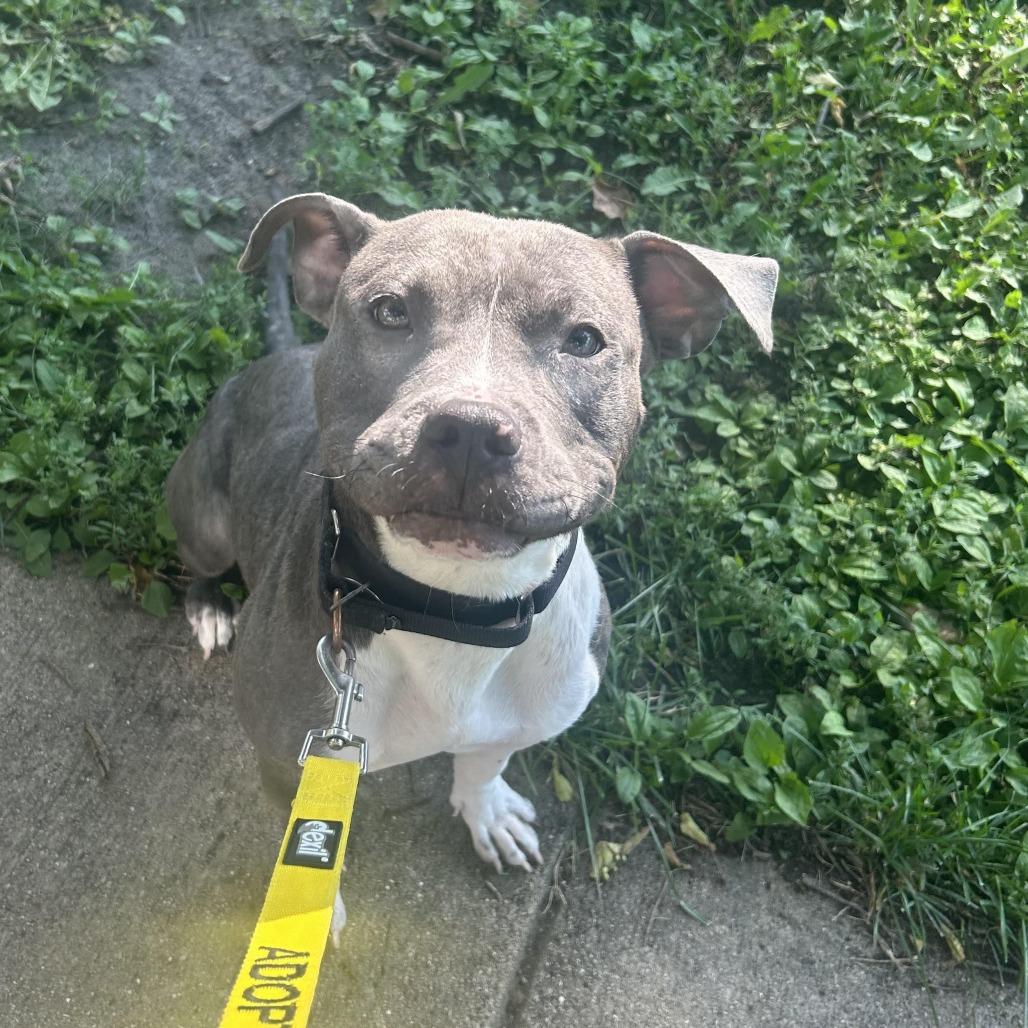 Enlarge Kiwi, a Adoptable Mixed Breed in Oak Park, IL image 6/6