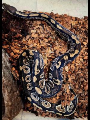 Enlarge Boo Radley Macaroni #12462, a Adopted Ball Python in Vista, CA image 1/3