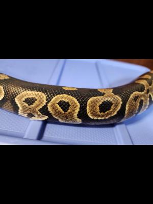 Enlarge Boo Radley Macaroni #12462, a Adopted Ball Python in Vista, CA image 2/3