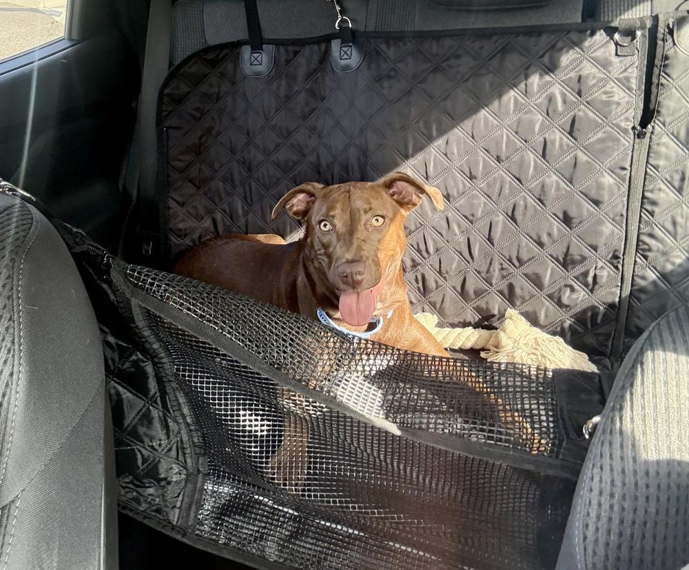 Reese, Adoptable, Puppy Female Labrador Retriever.