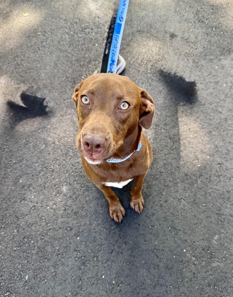 Enlarge Reese, a Adoptable mixed breed in Greenlawn, NY image 2/6