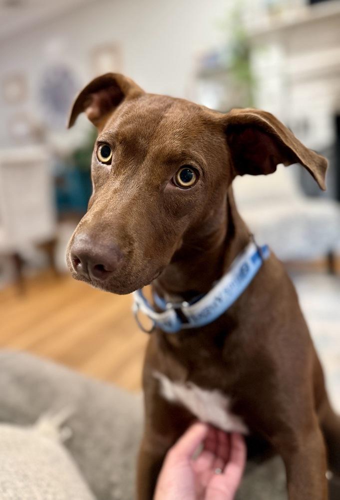 Enlarge Reese, a Adoptable mixed breed in Greenlawn, NY image 3/6