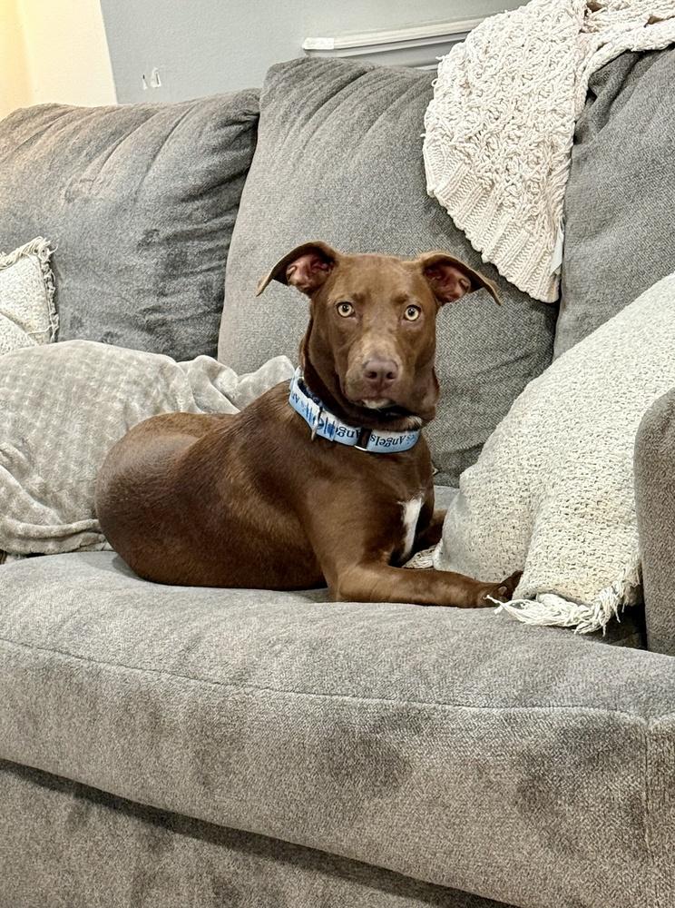 Enlarge Reese, a Adoptable mixed breed in Greenlawn, NY image 4/6