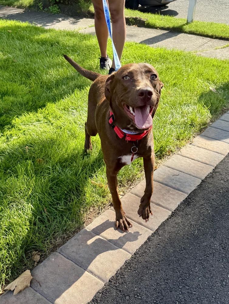 Enlarge Reese, a Adoptable mixed breed in Greenlawn, NY image 5/6