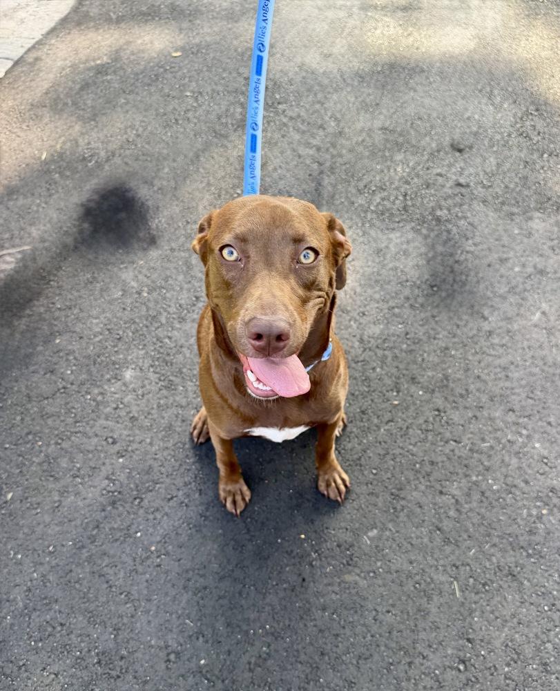 Enlarge Reese, a Adoptable mixed breed in Greenlawn, NY image 6/6