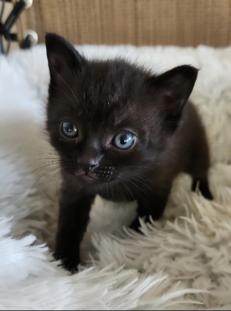 Morticia, Adoptable, Kitten Female Domestic Short Hair.