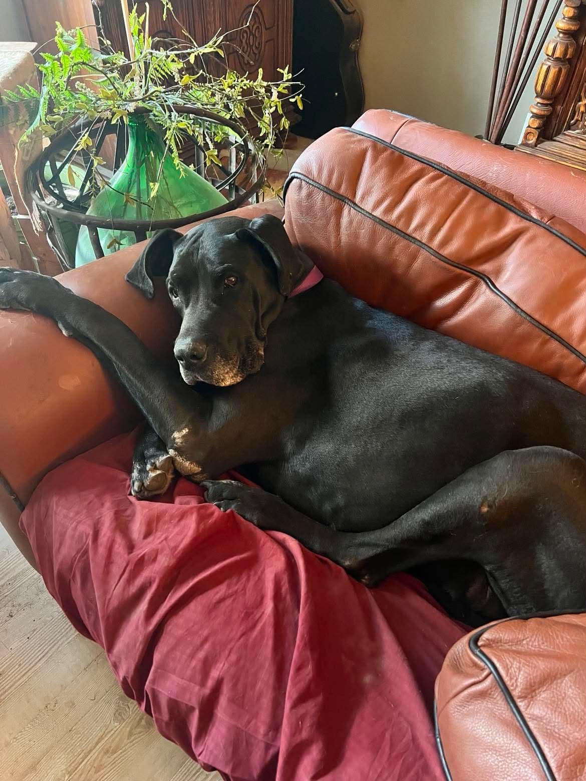 Moose, an adopted Great Dane in Aspen, CO image 3/3