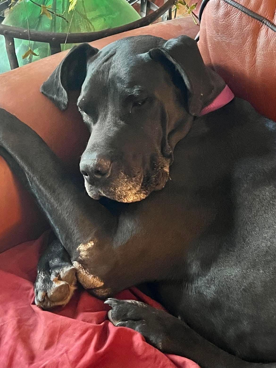 Moose, an adopted Great Dane in Aspen, CO image 2/3