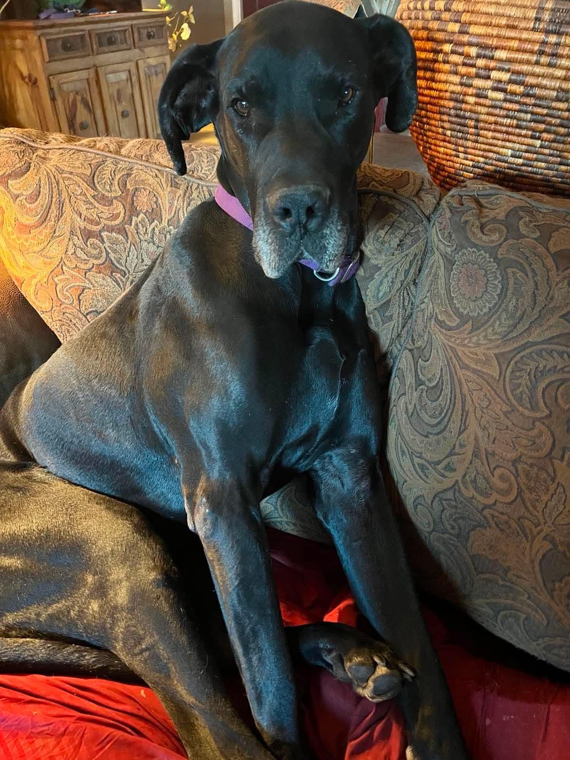 Moose, adopted, Adult Male Great Dane.