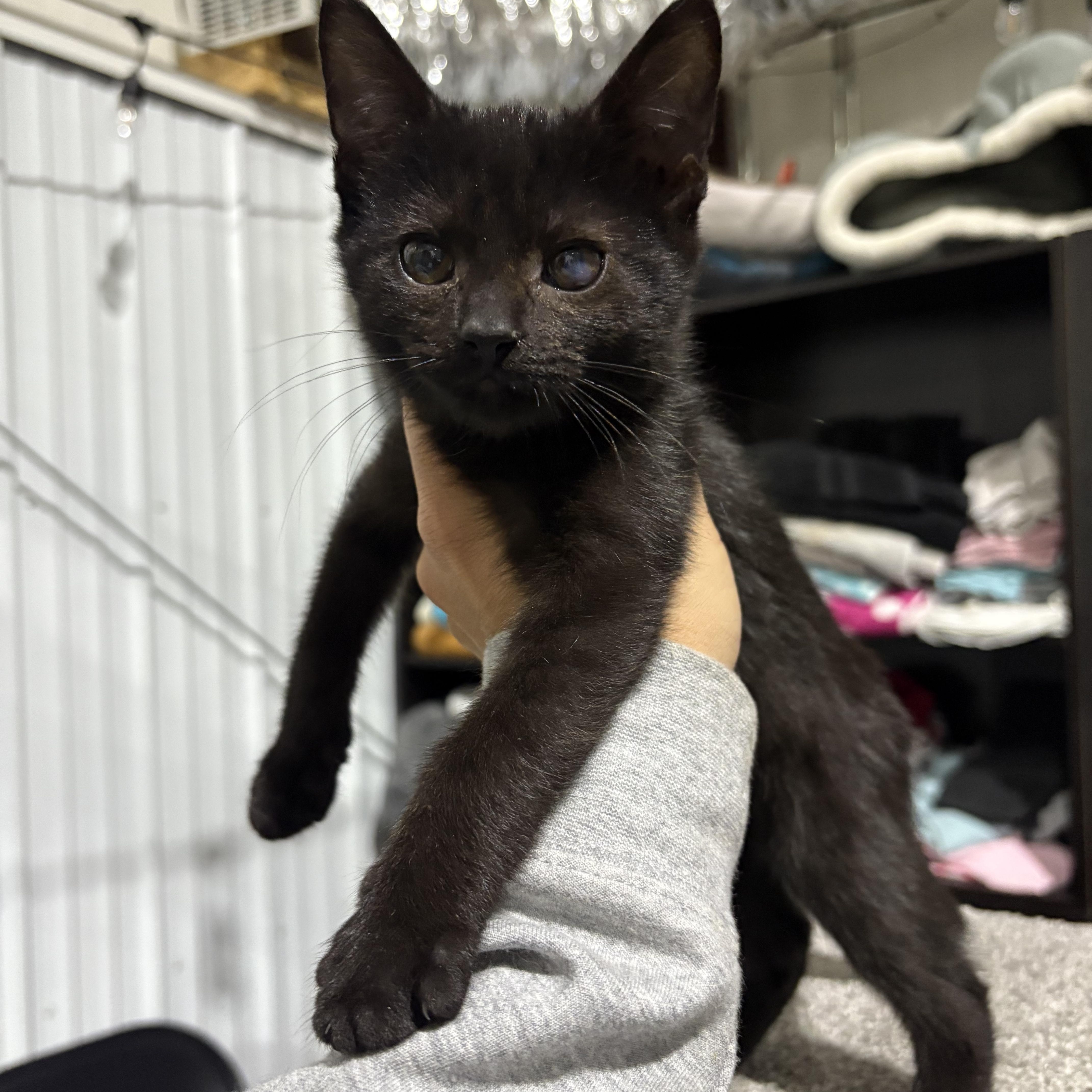 Casper, Adoptable, Young Male Domestic Short Hair.