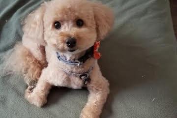 Buddy, adopted, Senior Male Shih poo.