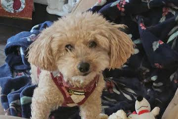 Buddy, an adopted mixed breed in Medfield, MA image 3/4