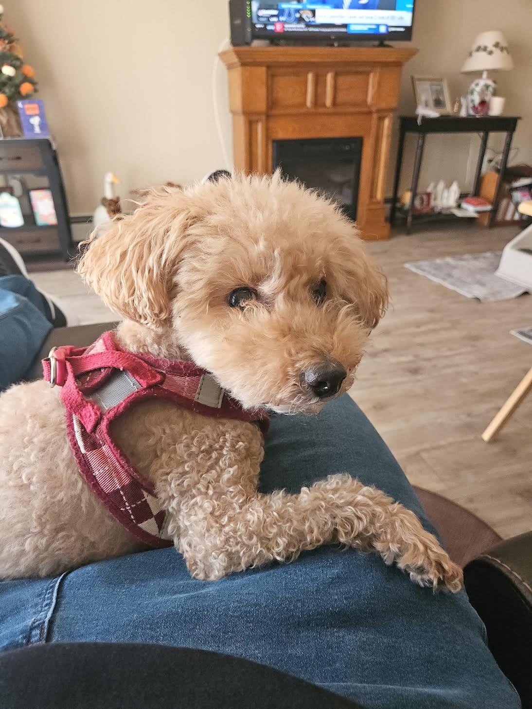 Buddy, an adopted mixed breed in Medfield, MA image 4/4